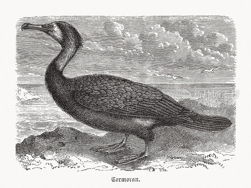 大鸬鹚(Phalacrocorax carbo)，木刻，1893年出版